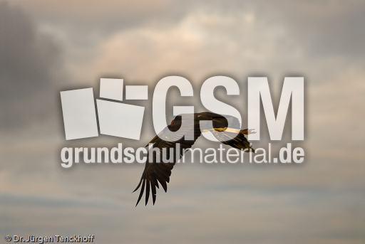 Marabu (7 von 33).jpg